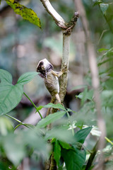 Leguan sitzt an einem Baumstamm
