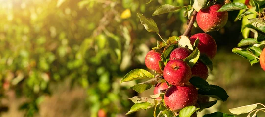 Stof per meter Apple trees on an organic fruit farm © scharfsinn86