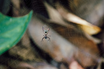 Spinne Costa Rica