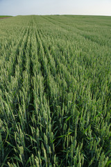 Sown farm field with wheat and cereal. Spikelets of barley and oats. Agricultural garden with bread for food. Industrial stock theme