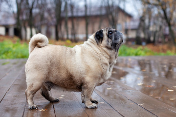old pug stands on a wooden floor in the autumn park