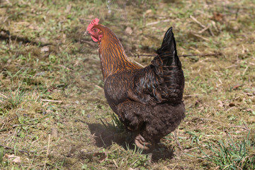 Huhn gaggert über den Garten