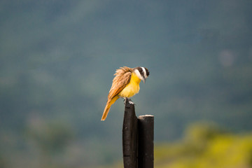 Schwefelmaskentyrann Costa Rica, Sperlingsvogel