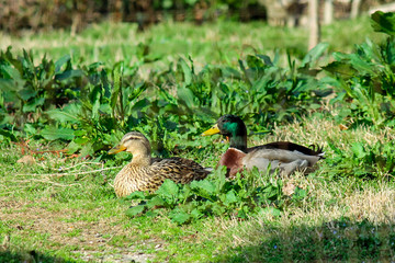  duck and drake sit on the grass in the meadow and bask in the spring sun