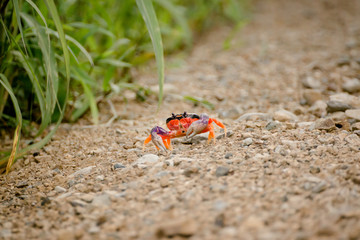 rote Krabbe Costa Rica
