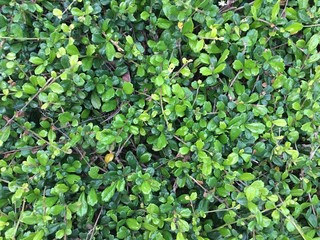 background of green leaves