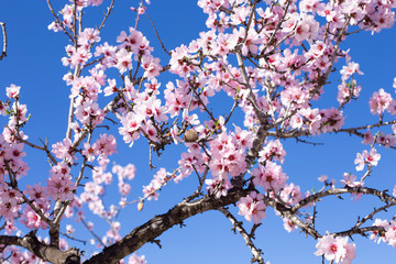 Spring blossom background. Beautiful nature scene with blooming tree on sunny day. Spring flowers. Beautiful orchard in Springtime. Abstract background.