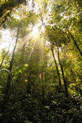 Regenwald in Costa Rica mit Sonnenstrahlen