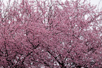 tree with small pink flowers with dark branches  Japanese cherry blossoms in spring