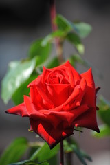 東京の春の風景　旧古河庭園の洋館で咲く情熱的な赤色のバラの花