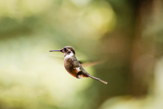 Kolibri fliegt in der Luft und streckt die Zunge raus