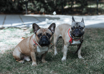 Fototapeta premium buldog