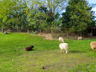 sheep grazing in a park