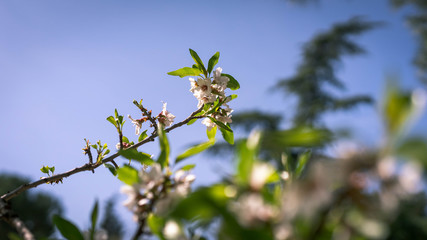 Almond blossom branch in spring on blue sky in the park of Quinta de los Molinos, Madrid, Spain. Spring concept