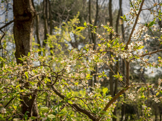 Tree with small white flowers illuminated by the light of midday sun, in the park of the Quinta de los Molinos, Madrid, Spain. Spring concept