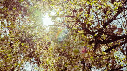Spring background of tree with white flowers in backlight, with reflections caused by the sun. Spring background concept