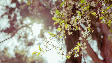 White flowers from a tree photographed in backlighting with light tones. Spring concept