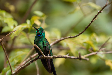 Grünstirn-Brillantkolibri bzw. Grünscheitelbrillant Costa Rica