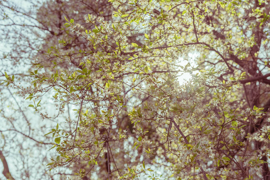 Tree with small white flowers photographed against the light. Spring background. Spring concept