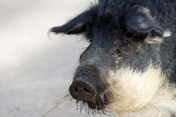 Nahaufnahme eines Wollschwein Mangalica-Schwein 