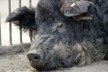 Nahaufnahme eines Wollschwein Mangalica-Schwein 