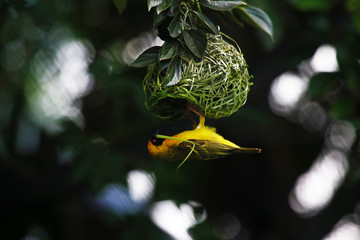 Social Weaver Constructs a Nest