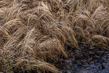 Withered, yellow grass. Natural background.Close-up.