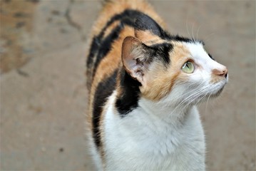 Cat in India