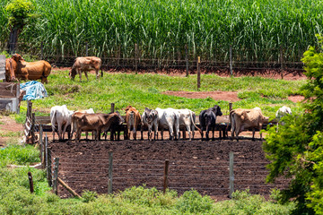 Cattle eating in confinement, oxen.