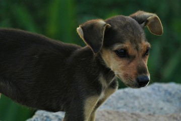 Dog in India