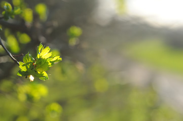 Beautiful green leaves of a tree branch glowing due to the sun showing that spring and summer comes and the nature awakes. The background shows a nice soft bokeh with green tones and a diffuse sun