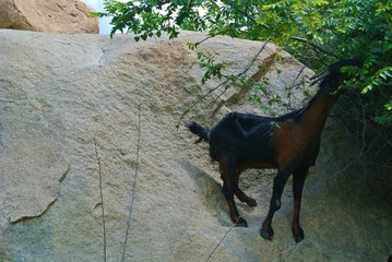 Goat on a rock eating plants