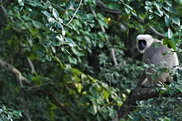 Monkey in India