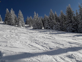 Fototapeta na wymiar Snowy mountain slopes with pine trees in Kopaonik in Serbia.
