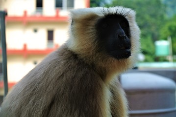 Monkey in India