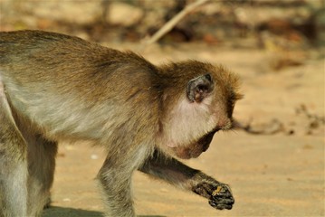 Monkey in Thailand