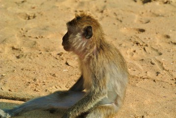 Monkey in Thailand