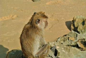 Monkey in Thailand