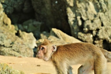 Monkey in Thailand