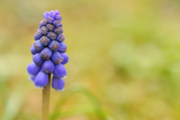 Purple grape hyacinth/muscari macro with nice bokeh with a mixture of soil like colours of brown tones with some green tones