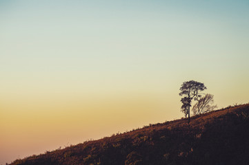 Fototapeta na wymiar lonely tree stand alone in mountain and empty sunset sky with copy space. minimal, vintage, background, nature, vintage background or nature concept