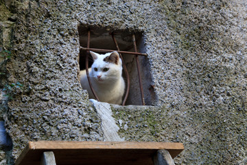 Triora (IM), Italy - February 15, 2017: A cat looks through a windows in The witches village of Triora, Imperia, Liguria, Italy.