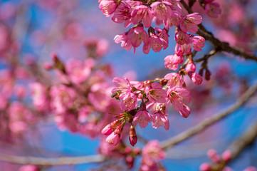 Fototapeta na wymiar Close up of pink cherry blossom flower of Sakura flower with blue sky in winter season. nature, cherry blossom, japan, background, Asia tree, plant or colorful concept