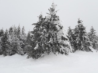 Beautiful snowy pine trees in Kopaonik mountains in Serbia.