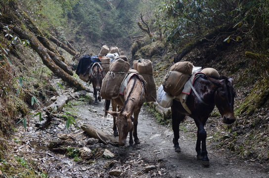 Varias mulas cargadas con v&iacute;veres en un camino en medio del bosque