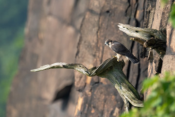 A fledgling Peregrine Falcon perched on a cliff.