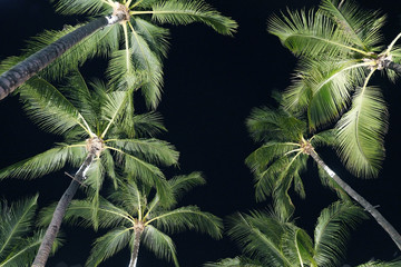 Palm trees on the dark sky. Near the beach.
