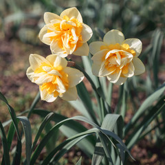 Obraz premium Daffodils flowers blooming in the garden closeup