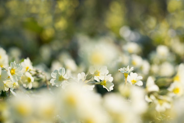 Spring white primrose flower grows in the forest, close-up