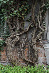 Textures of the old city